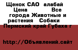 Щенок САО (алабай) › Цена ­ 10 000 - Все города Животные и растения » Собаки   . Пермский край,Губаха г.